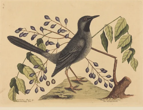 The Red Legged Thrush (Turdus plumbeus) by Mark Catesby, print, 1731-1743