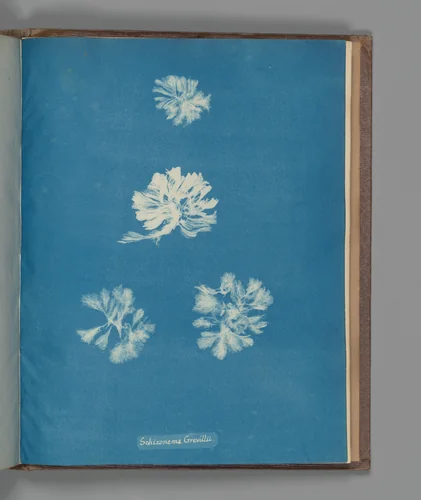 Schizonema Grevillii by Anna Atkins, photograph, 1851-1855