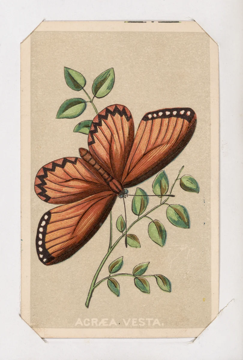 Acraea Vesta butterfly card from the Butterflies and Moths of America series by Louis Prang & Co., print, 1862-1869