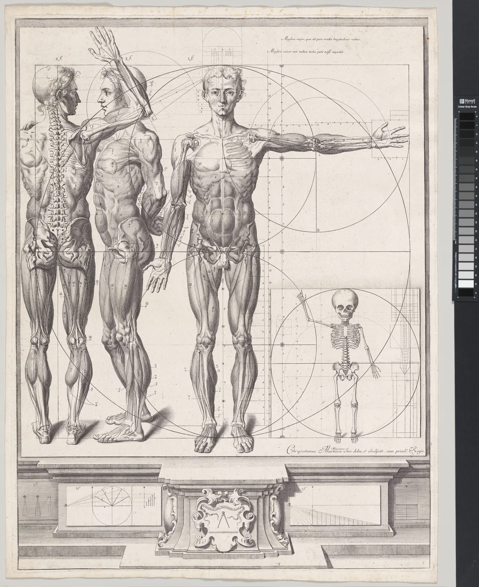 Plate for the ‘Atlas Anatomico’ (unpublished) by Crisóstomo Martínez, print, 1680-1694