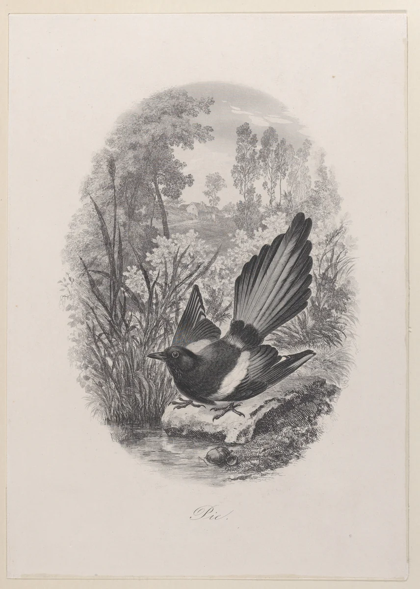 Magpie by Charles-François Daubigny, print, 1843