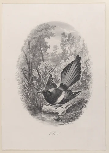 Magpie by Charles-François Daubigny, print, 1843