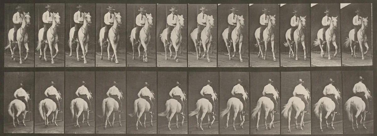 Plate Number 604. "Elberon" trotting, saddled by Eadweard Muybridge, photograph, 1887