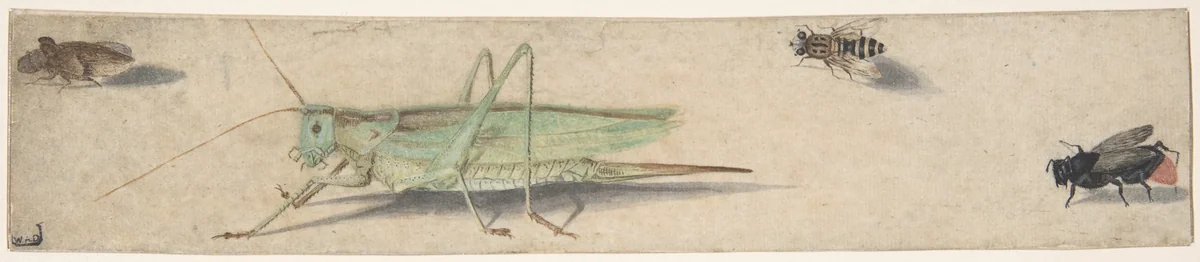 A Katydid, a Fly, a Bee, and a Fulgoroid by anonymous, drawing, 1600-1700