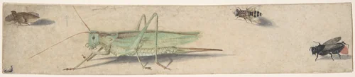 A Katydid, a Fly, a Bee, and a Fulgoroid by anonymous, drawing, 1600-1700