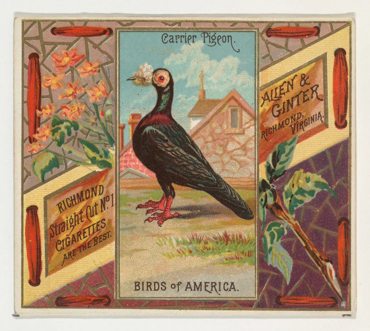 Carrier Pigeon, from the Birds of America series (N37) for Allen & Ginter Cigarettes by Allen & Ginter, print, 1888