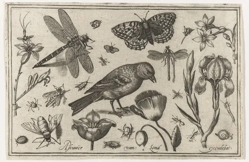 Bloemen, libelle en vogel by Unknown, print, 1594
