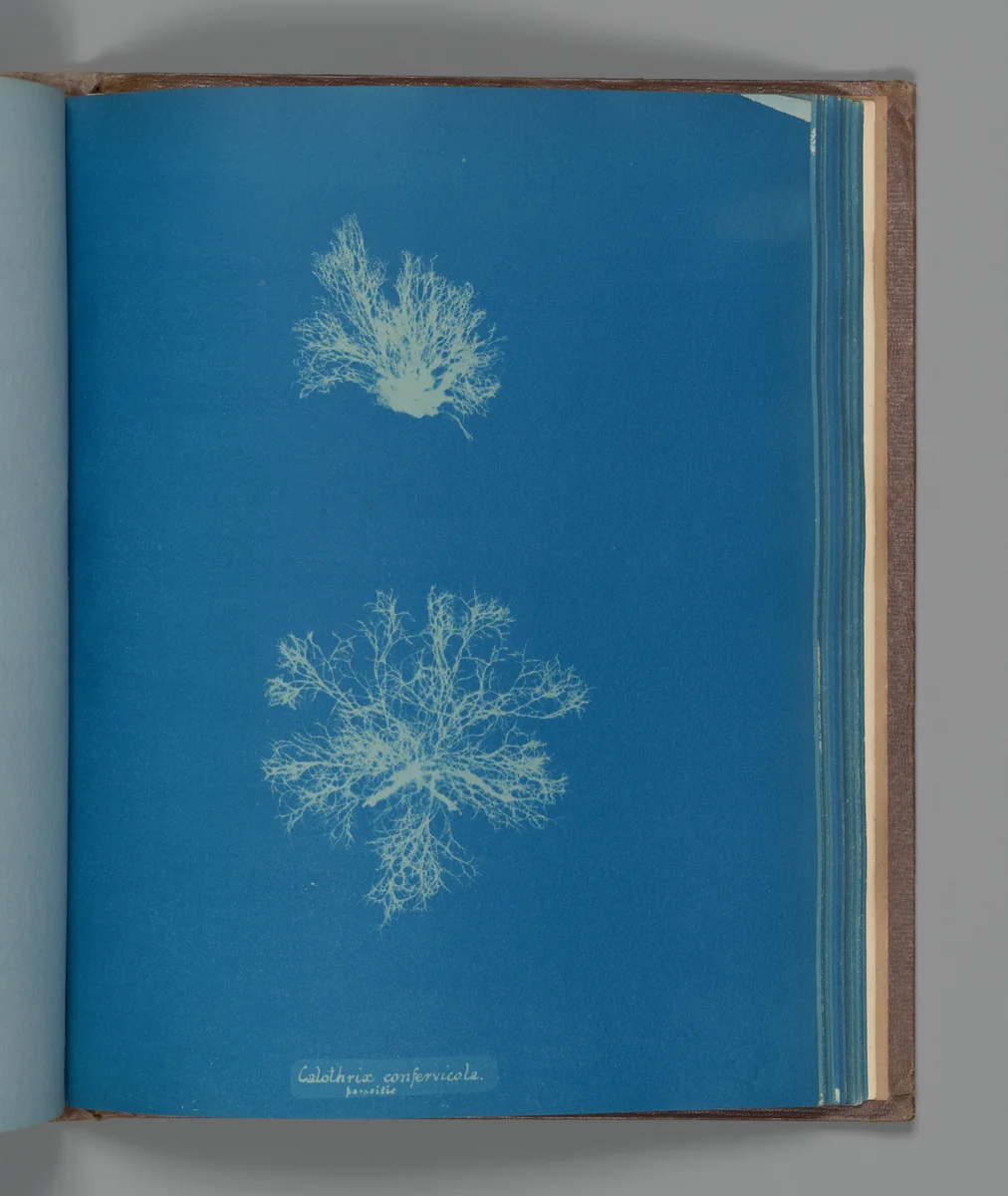 Calothrix confervicola, parasitic by Anna Atkins, photograph, 1851-1855