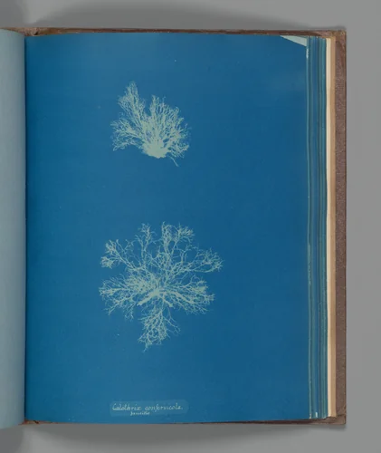 Calothrix confervicola, parasitic by Anna Atkins, photograph, 1851-1855