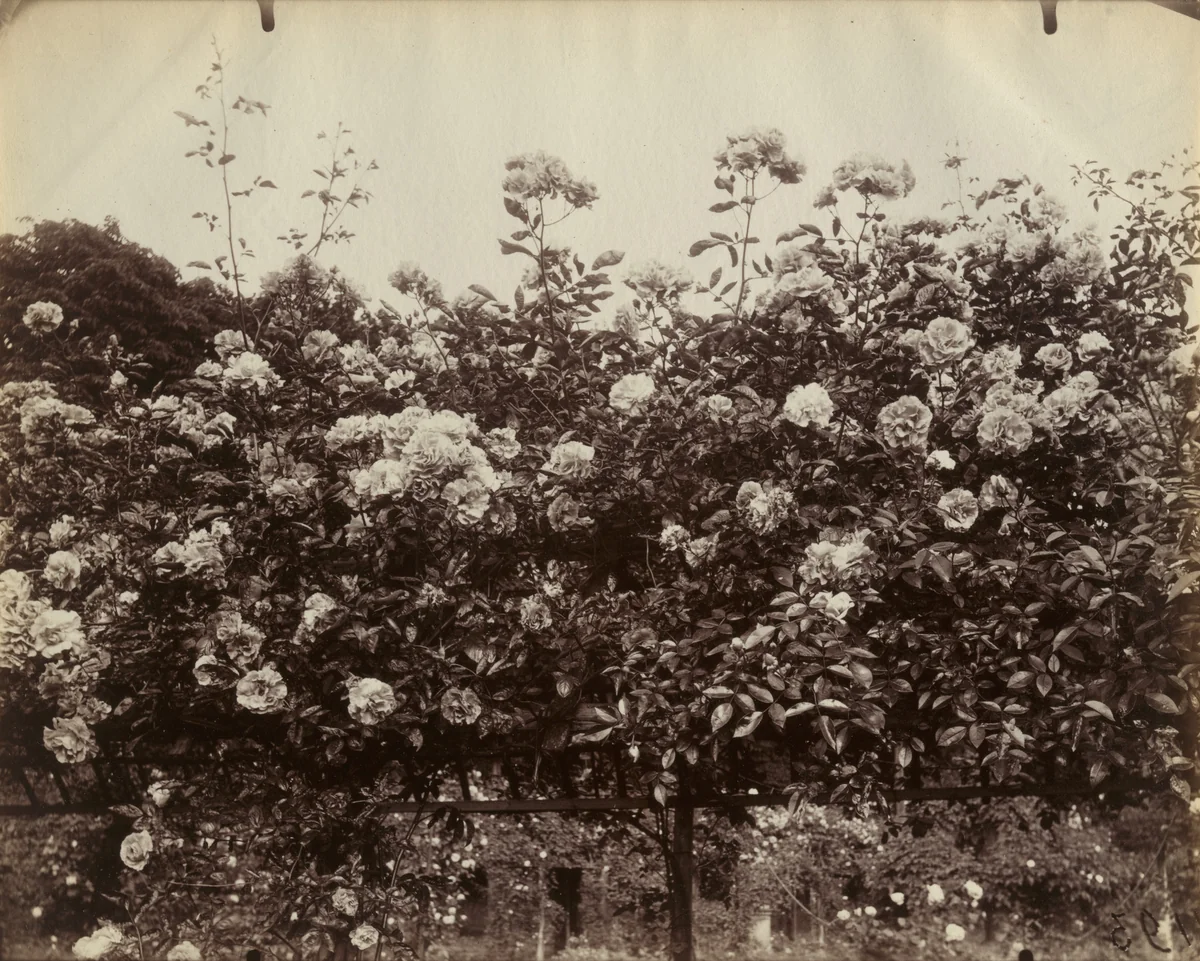 L'hay. Roseraie by Eugène Atget, photograph, 1922