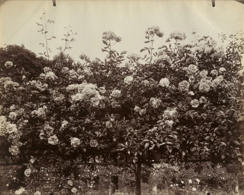 L'hay. Roseraie by Eugène Atget, photograph, 1922