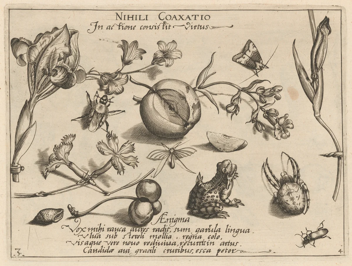 Archetypa studiaque patris Georgii Hoefnagelii [Part 4, Plate 3] by Jacob Hoefnagel; Joris Hoefnagel, print, 1592