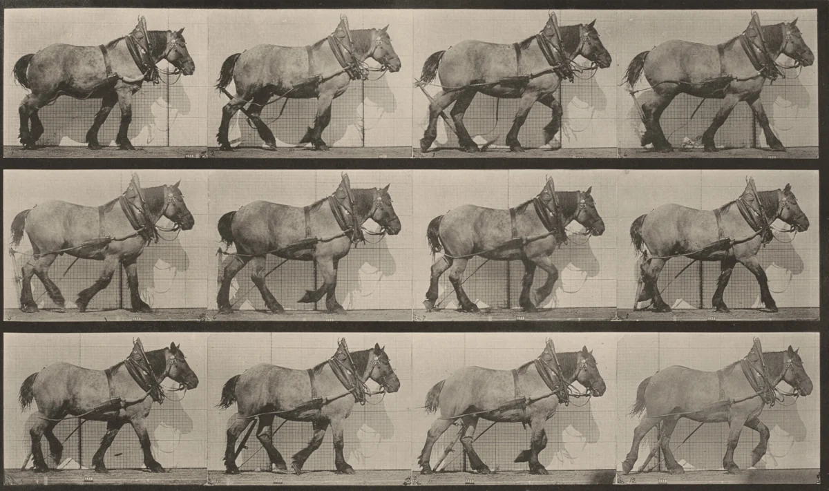 Plate Number 563. "Dusel" hauling, broken log chain by Eadweard Muybridge, photograph, 1887