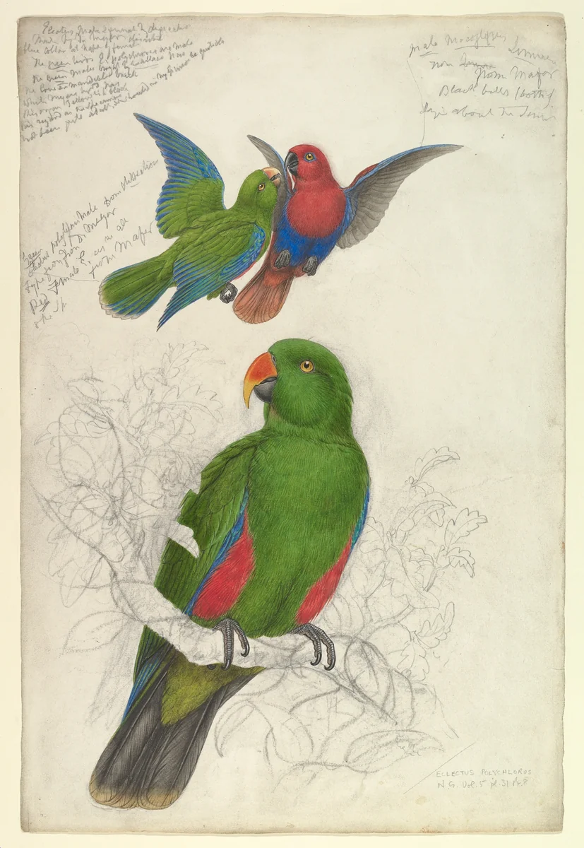 Eclectus Roratus Polychloros by Edward Lear, drawing, 1825-1837