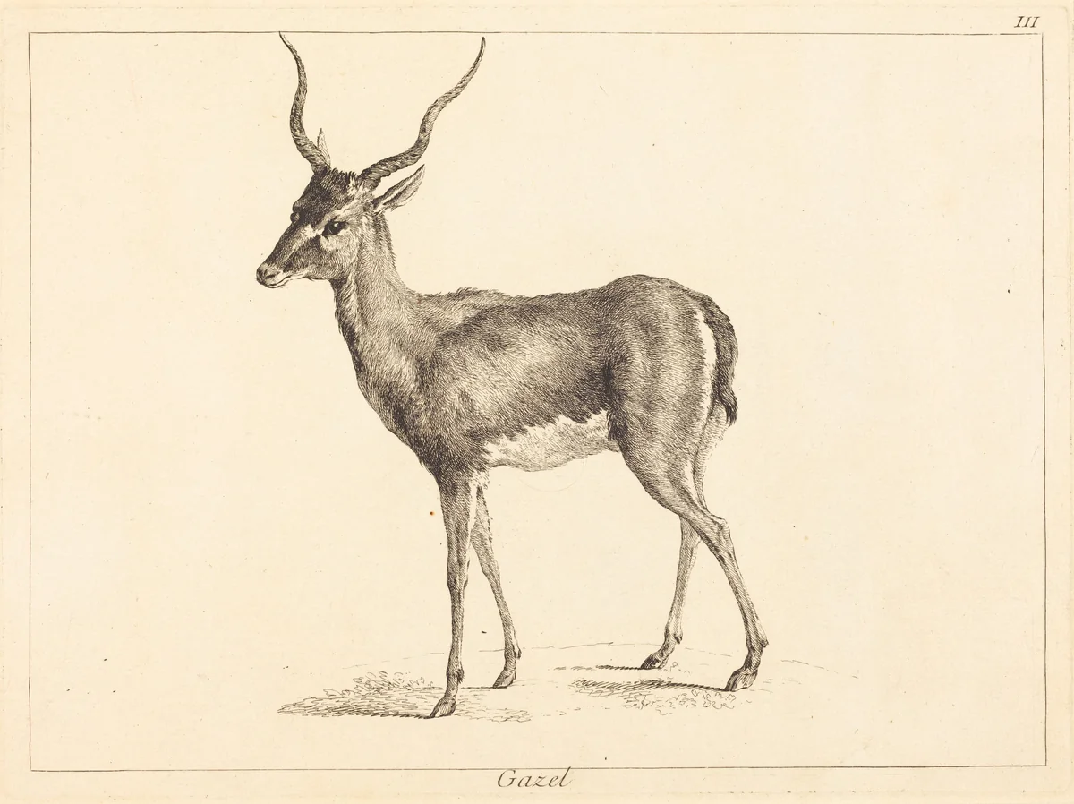 Gazel (Gazelle) by Jean Eric Rehn; Jacques-Philippe Le Bas; Jean-Baptiste Oudry, print, 1707-1783