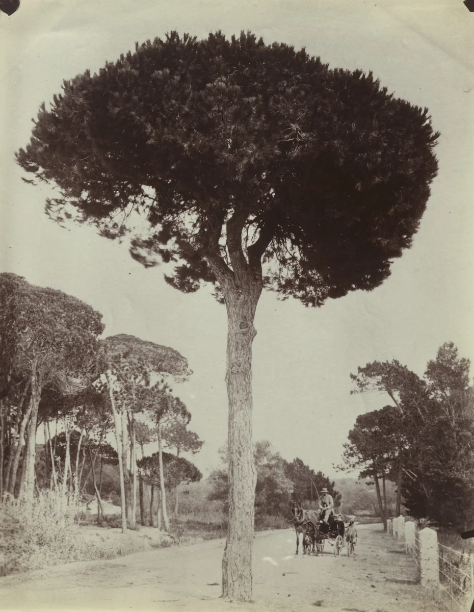 Cannes. Pins Parasols by Eugène Atget, photograph