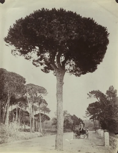Cannes. Pins Parasols by Eugène Atget, photograph