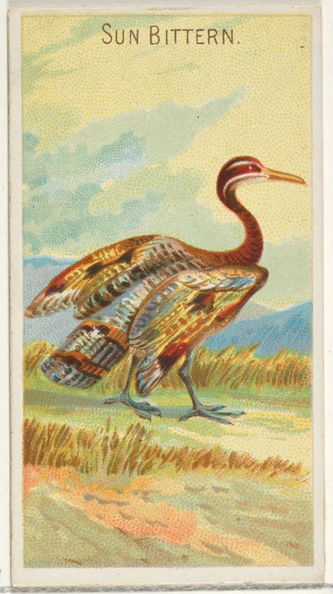 Sun Bittern, from the Birds of the Tropics series (N5) for Allen & Ginter Cigarettes Brands by Allen & Ginter, print, 1889