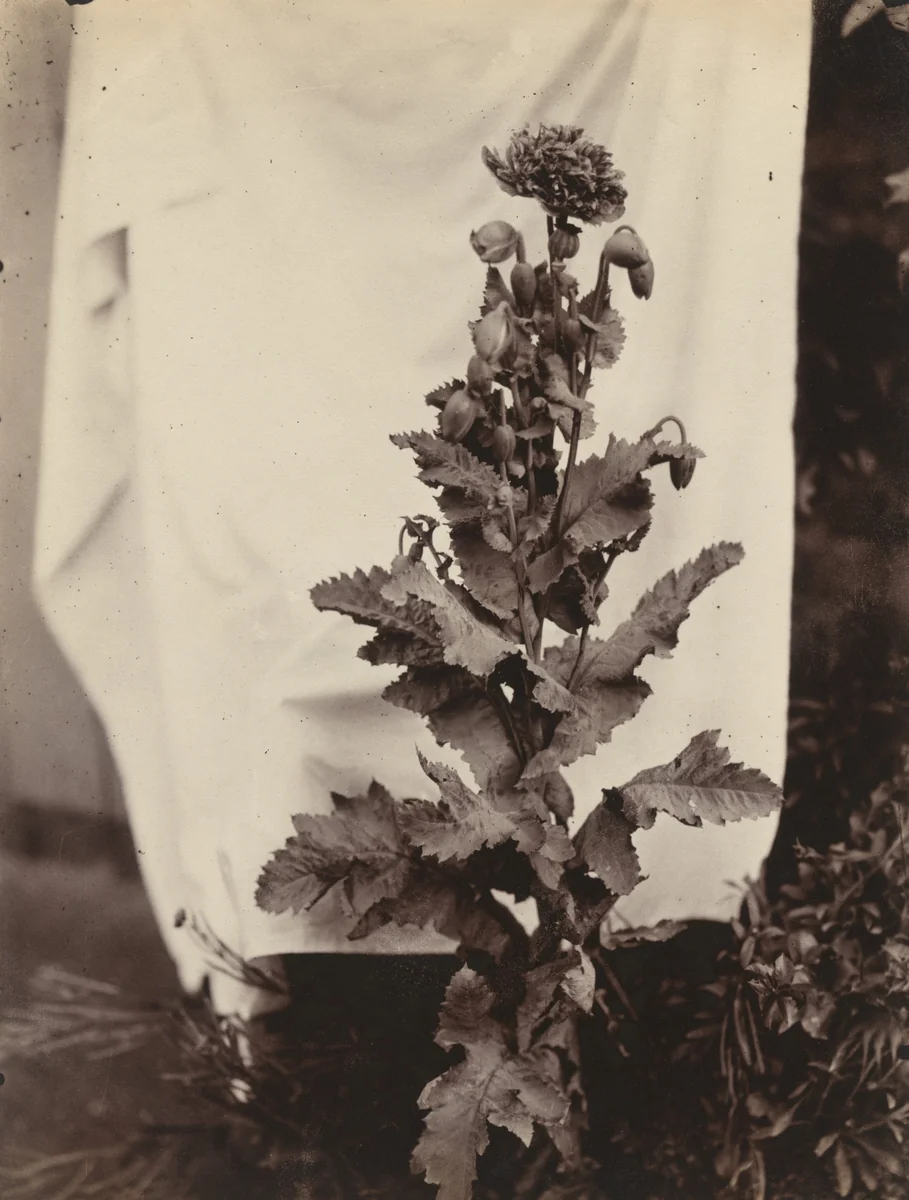 Pavot by Eugène Atget, photograph, 1900