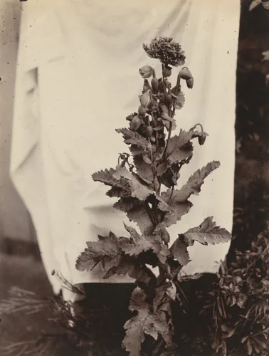 Pavot by Eugène Atget, photograph, 1900