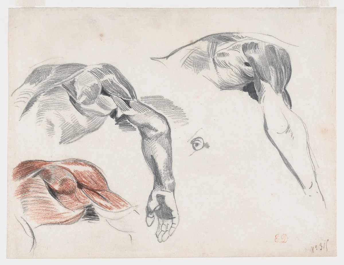 Écorché: Three Studies of a Shoulder by Eugène Delacroix, drawing, 1815-1863