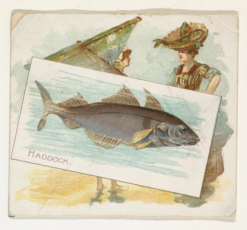 Haddock, from Fish from American Waters series (N39) for Allen & Ginter Cigarettes by Allen & Ginter, print, 1889