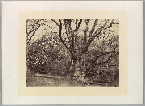 Pepperharrow Park, Surrey by Benjamin Brecknell Turner, photograph, 1852-1854