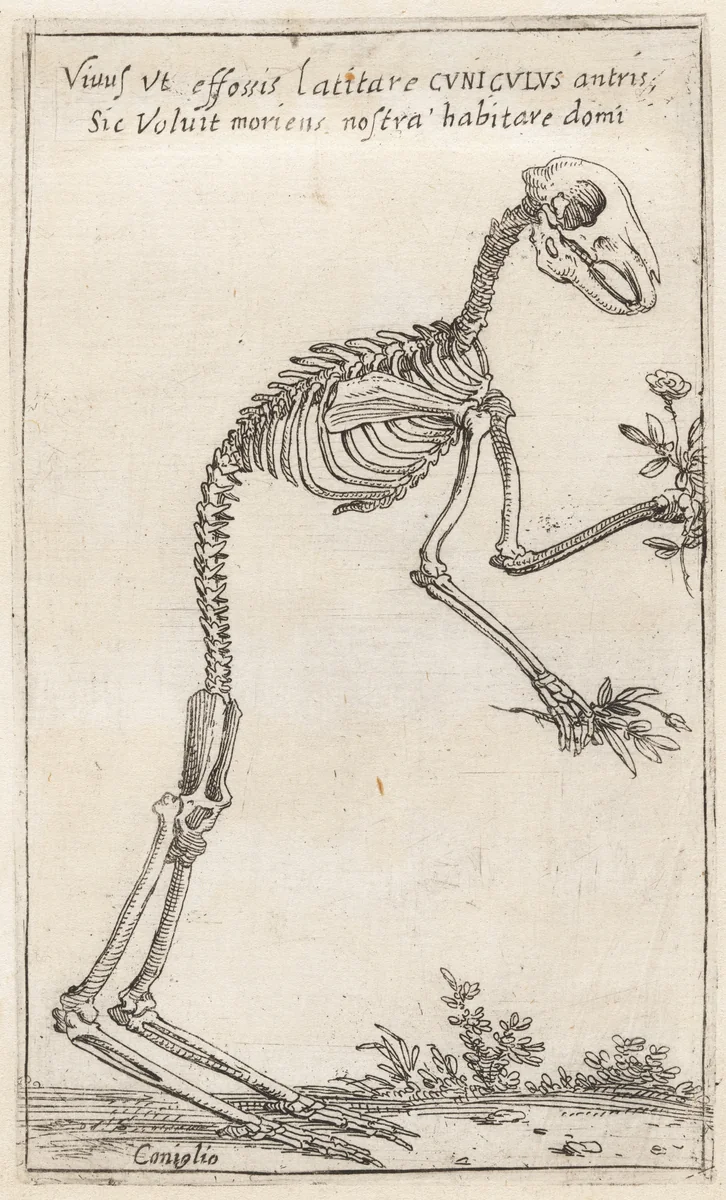 Skeleton of a Rabbit by Teodoro Filippo di Liagno, print, 1620-1621
