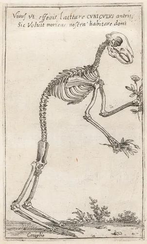 Skeleton of a Rabbit by Teodoro Filippo di Liagno, print, 1620-1621