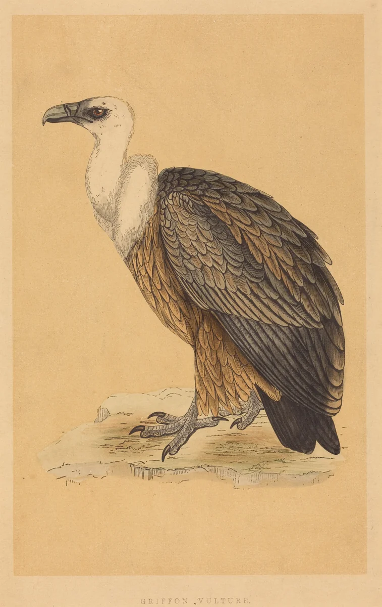 Griffon Vulture by British 19th Century, print, 1800-1899
