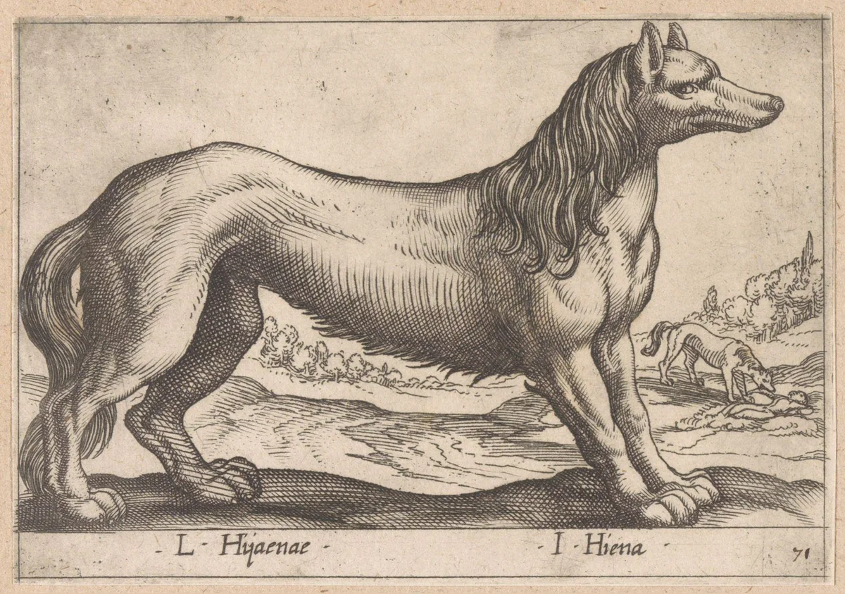 Hyena by Antonio Tempesta, print, 1565-1630