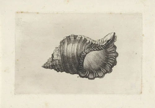 Schelp, cymatium parthenopeum by Wenceslaus Hollar, print, 1644-1652