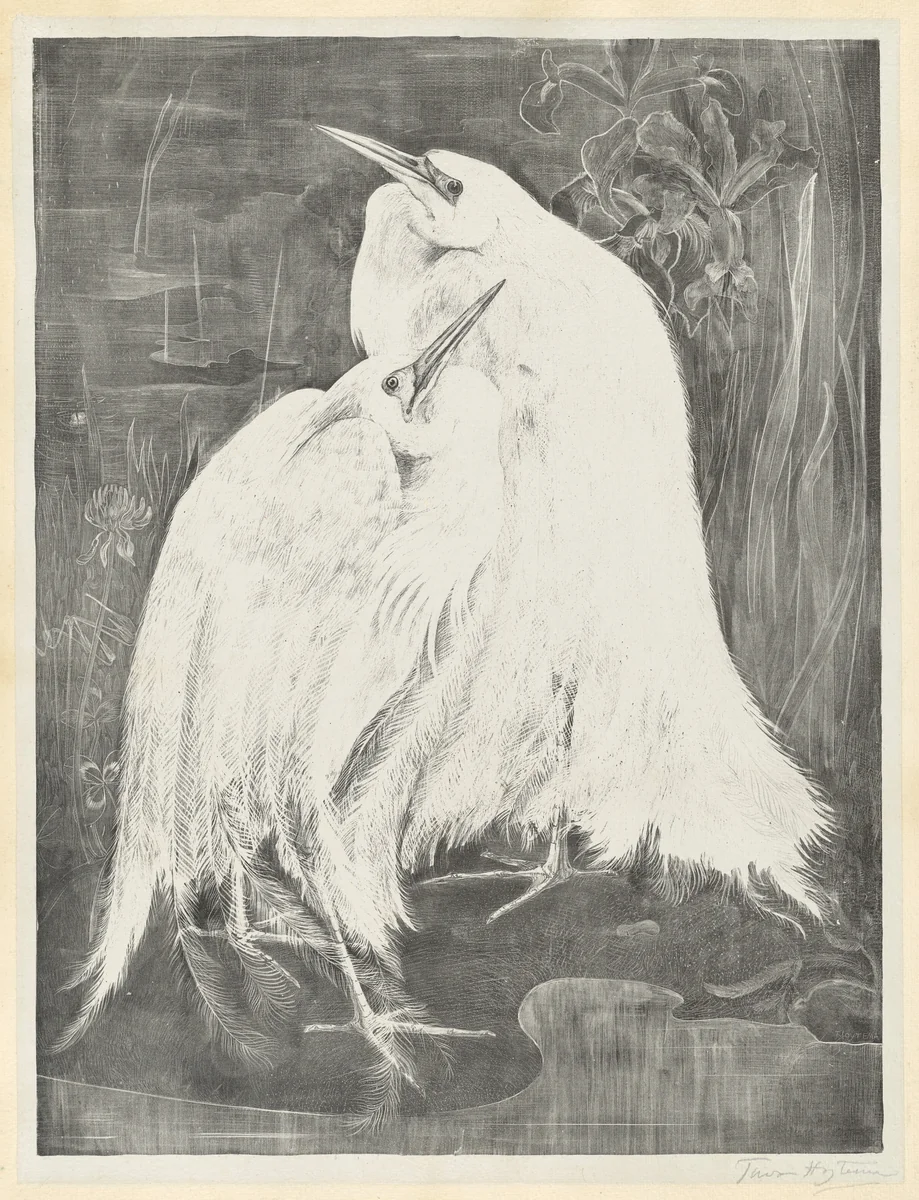 Two White Egrets by Theodoor van Hoijtema, print, 1898