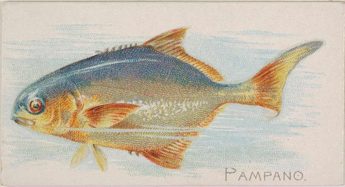 Pampano, from the Fish from American Waters series (N8) for Allen & Ginter Cigarettes Brands by Allen & Ginter, print, 1889