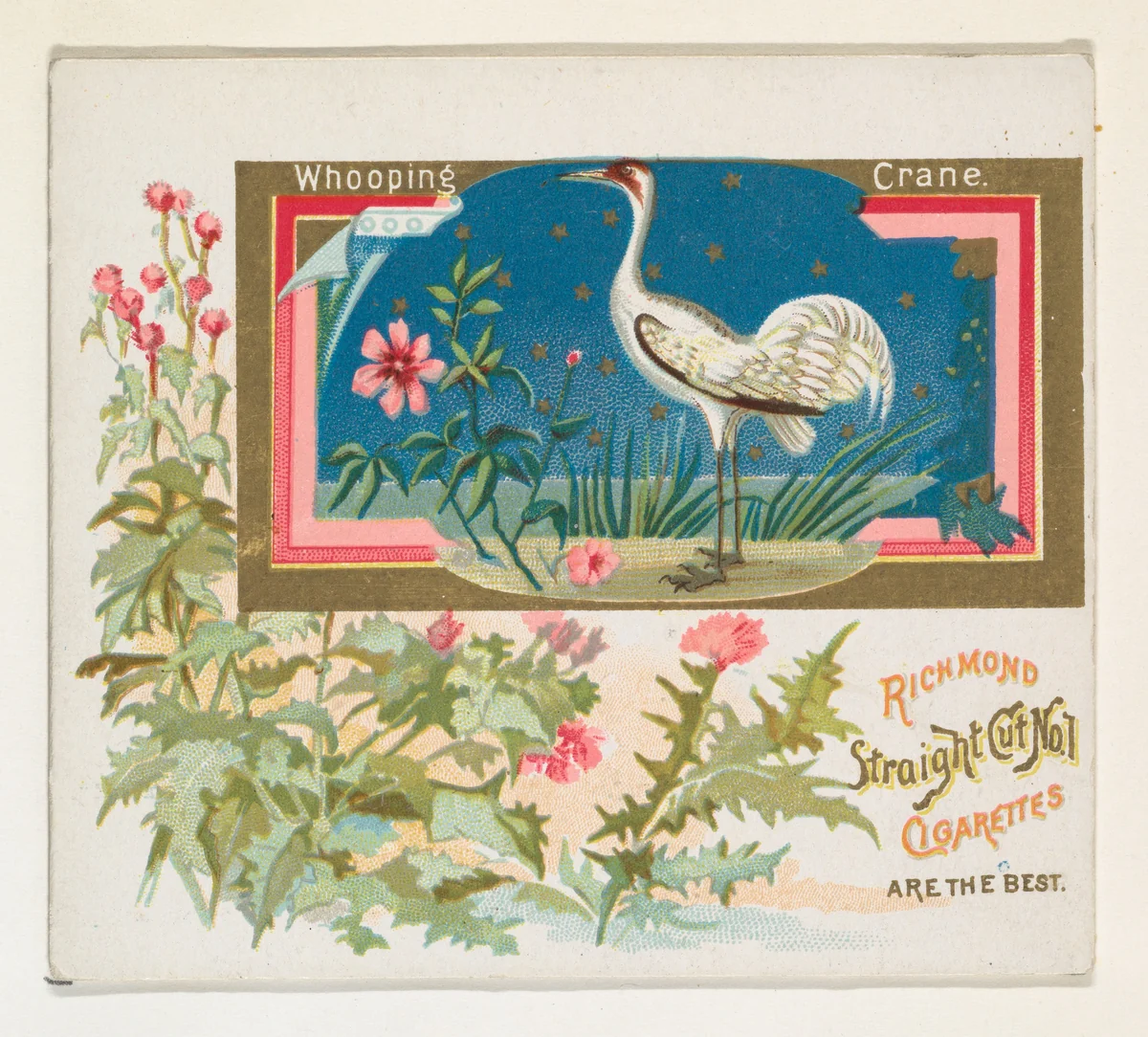 Whooping Crane, from the Game Birds series (N40) for Allen & Ginter Cigarettes by Allen & Ginter, print, 1888-1890