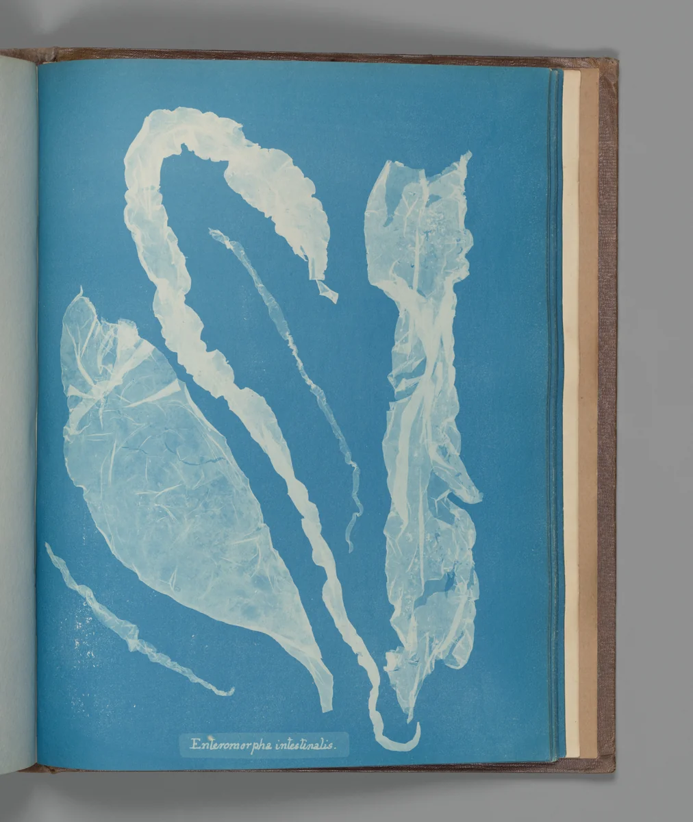 Enteromorpha intestinalis by Anna Atkins, photograph, 1851-1855