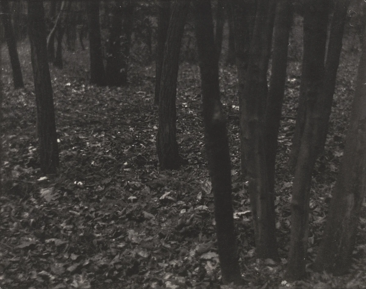 Wood Lot - Fallen Leaves by Edward Steichen, photograph, 1898