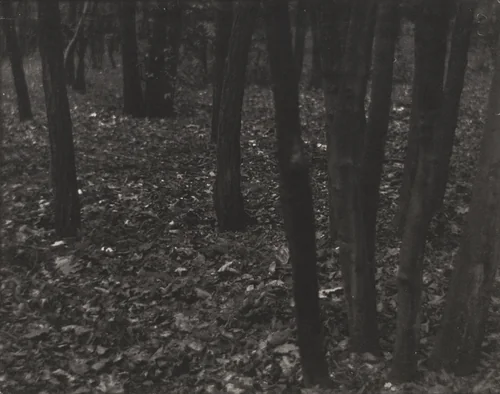 Wood Lot - Fallen Leaves by Edward Steichen, photograph, 1898