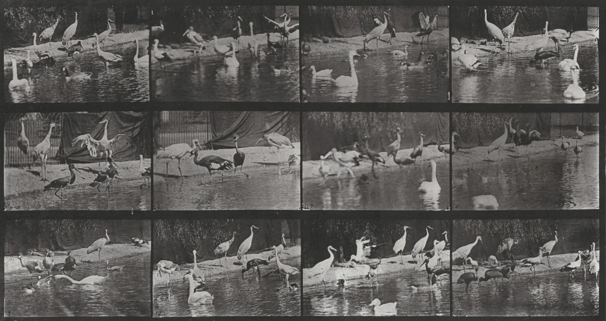 Plate Number 779. Storks, swans, etc. by Eadweard Muybridge, photograph, 1887