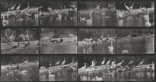 Plate Number 779. Storks, swans, etc. by Eadweard Muybridge, photograph, 1887