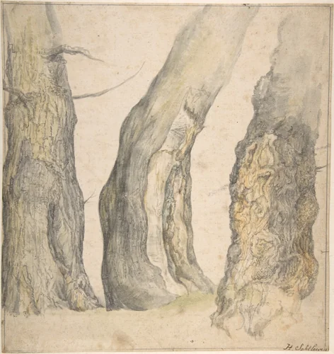 Study of Three Old Gnarled Trees by Jan Siberechts, drawing, 1660
