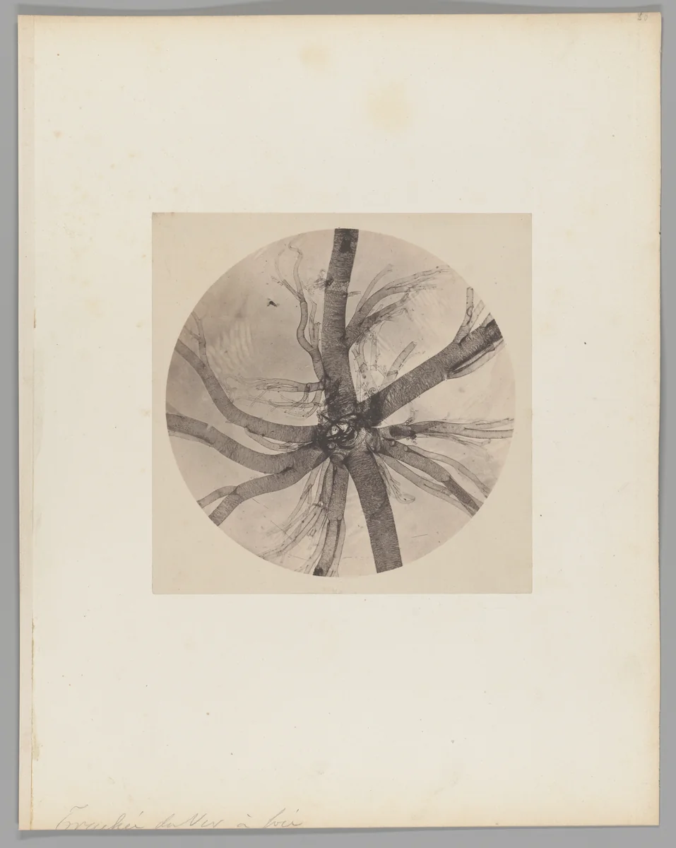 [Untitled] by Auguste-Adolphe Bertsch, photograph, 1853-1857
