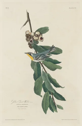 Yellow-throated Warbler by Robert Havell, Jr.; John James Audubon, print, 1830