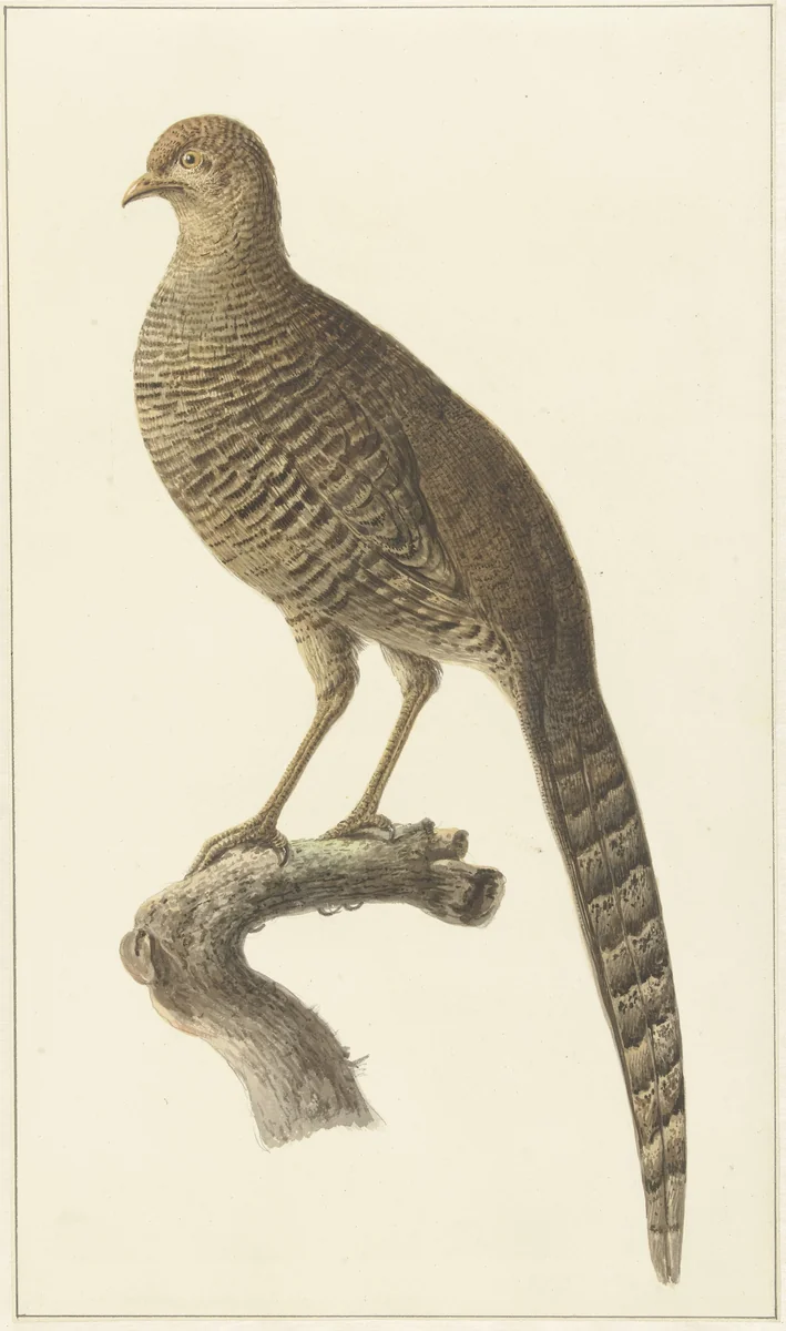 Goudfazant, hen by Pieter Pietersz. Barbiers, drawing, 1759-1842