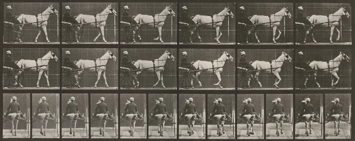 Plate Number 585. "Katydid" walking, harnessed to sulky by Eadweard Muybridge, photograph, 1887