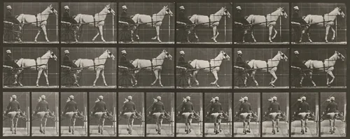 Plate Number 585. "Katydid" walking, harnessed to sulky by Eadweard Muybridge, photograph, 1887