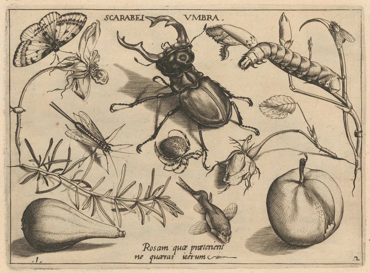 Archetypa studiaque patris Georgii Hoefnagelii [Part 2, Plate 1] by Jacob Hoefnagel; Joris Hoefnagel, print, 1592