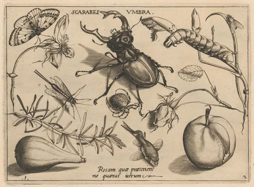 Archetypa studiaque patris Georgii Hoefnagelii [Part 2, Plate 1] by Jacob Hoefnagel; Joris Hoefnagel, print, 1592