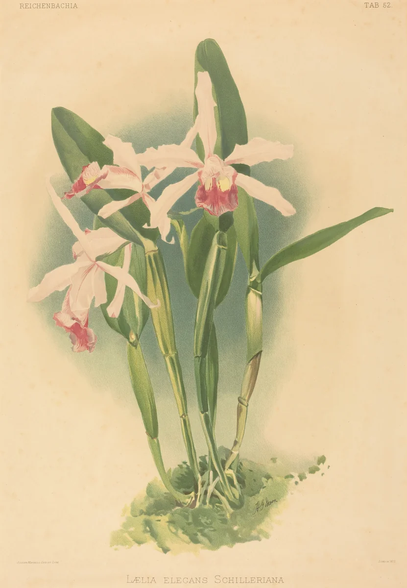 Laelia Elegans Schilleriana by Joseph Mansell
Henry George Moon, print, 1780-1899