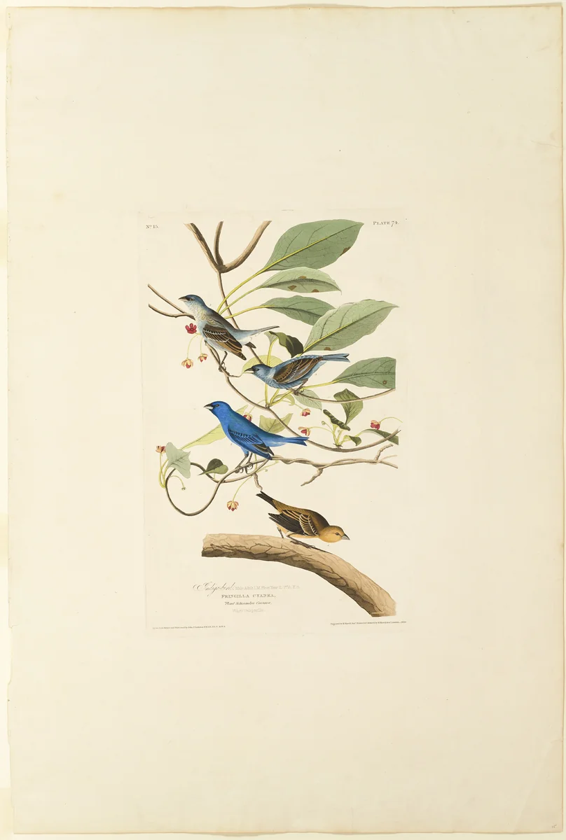 Male Indigo Bird by Robert Havell, print, 1829